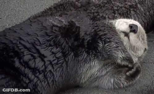 A Black And White Photo Of An Otter Sleeping On The Ground GIF