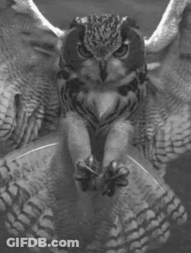 A Black And White Photo Of An Owl Sitting On A Glass Table . GIF