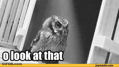 A Black And White Photo Of An Owl With The Words U Look At That Above It GIF