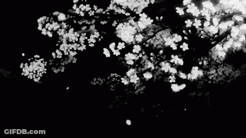 A Black And White Photo Of Cherry Blossoms Falling From A Tree GIF