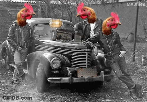 A Black And White Photo Of Three Roosters With Their Heads On A Vintage Car GIF