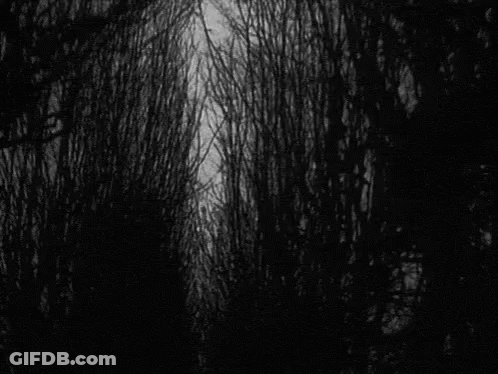 A Black And White Photo Of Trees Without Leaves In A Forest GIF