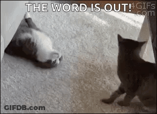 A Black And White Photo Of Two Cats Playing With Each Other . GIF