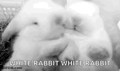 A Black And White Photo Of Two White Rabbits Sleeping Together . GIF