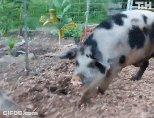 A Black And White Pig Standing In The Dirt With The Letters Th On The Fence In The Background GIF