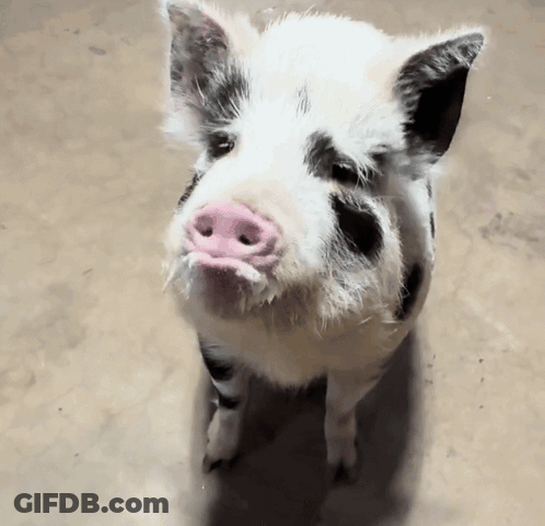 A Black And White Pig With A Pink Nose Looks At The Camera GIF