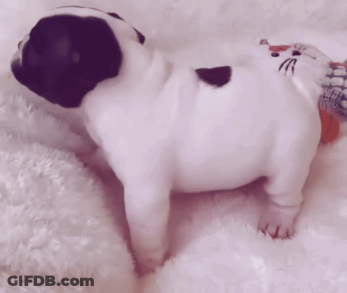 A Black And White Pug Puppy With A Hello Kitty Purse On Its Back GIF