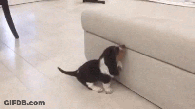 A Black And White Puppy Is Playing With A Rabbit On A Couch . GIF