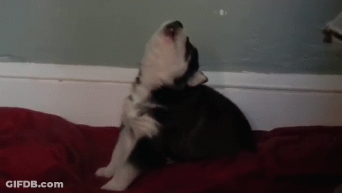 A Black And White Puppy Is Sitting On A Red Blanket And Howling GIF