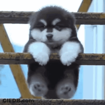 A Black And White Puppy Is Sitting On Top Of A Wooden Railing . GIF