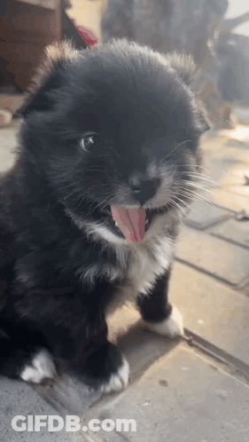 A Black And White Puppy With Its Tongue Sticking Out GIF