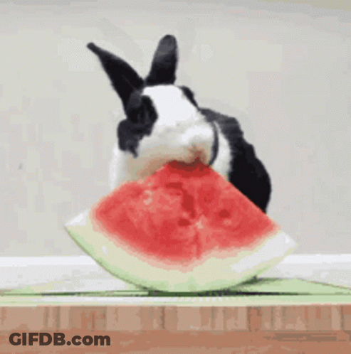 A Black And White Rabbit Is Eating A Slice Of Watermelon . GIF