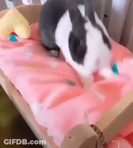A Black And White Rabbit Is Laying On A Pink Bed GIF