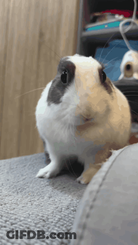 A Black And White Rabbit Is Sitting On A Couch And Looking At The Camera GIF