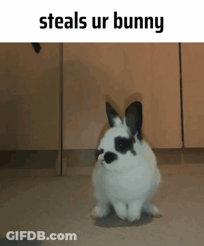 A Black And White Rabbit With The Words Steals Ur Bunny On The Bottom GIF