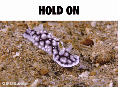 A Black And White Sea Slug Is Crawling In The Sand Under The Words Hold On GIF