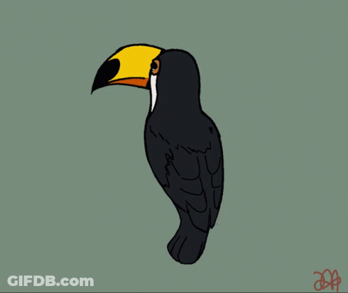 A Black And White Toucan With A Yellow Beak GIF