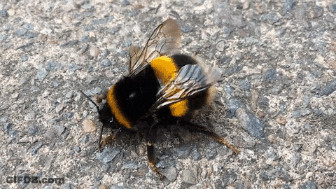 A Black And Yellow Bee Is Laying On A Concrete Surface GIF