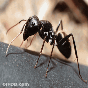 A Black Ant Is Crawling On A Piece Of Metal GIF