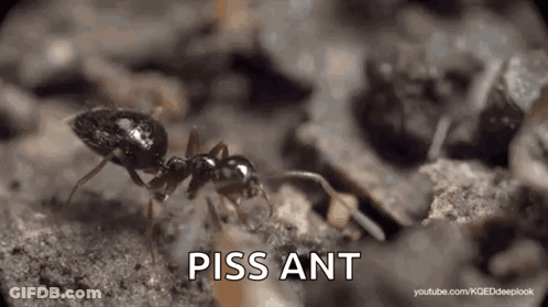 A Black Ant Is Crawling On A Pile Of Dirt And The Word Piss Ant Is Visible In The Corner . GIF