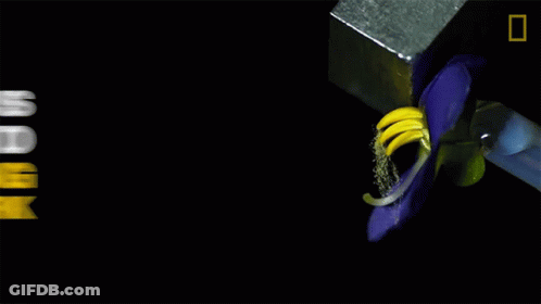 A Black Background With The Words " The Buzz Is Similar To A Vibrating Tuning Fork " On It GIF