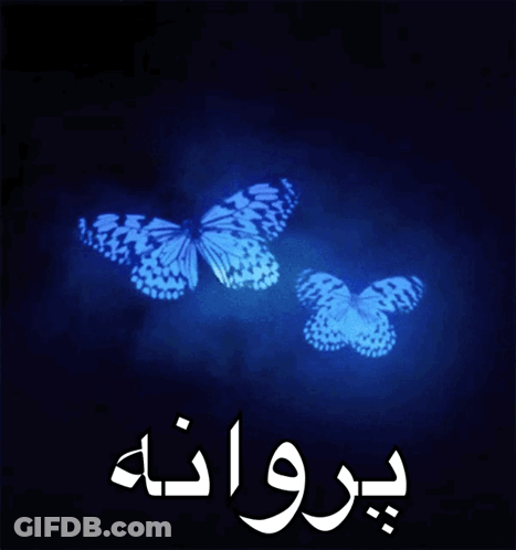 A Black Background With Two Blue Butterflies And The Word Proana In White Letters GIF