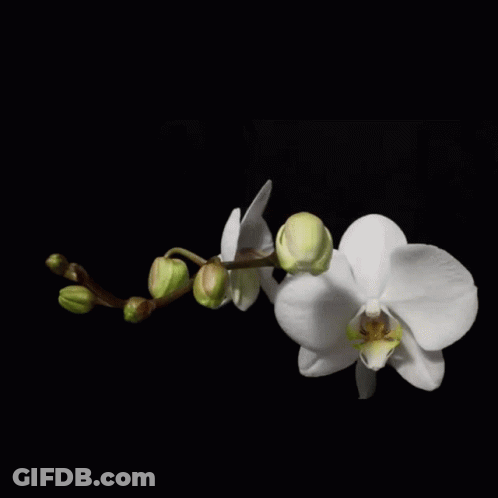 A Black Background With White Flowers And The Word Sexi On It GIF