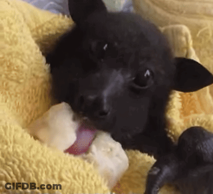 A Black Bat Is Laying On A Yellow Blanket With Its Tongue Out GIF