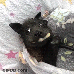 A Black Bat Is Wrapped In A Blanket With Stars On It GIF