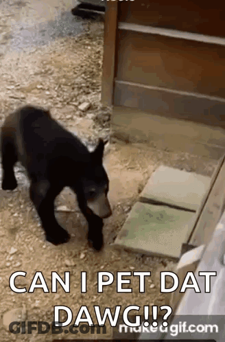 A Black Bear Cub Is Walking On The Ground And Looking At Something . GIF