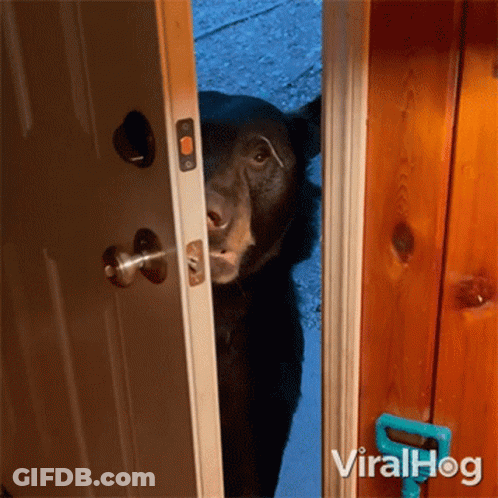 A Black Bear Is Peeking Out Of A Door With Viralhog Written On The Bottom Right GIF