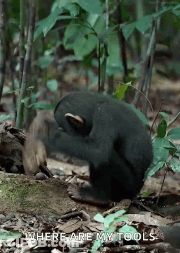 A Black Bear Is Playing With A Rock In The Woods And Says Where Are My Tools GIF