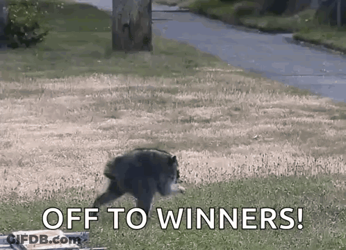 A Black Bear Is Running In The Grass With The Words Off To Winners Written On The Ground . GIF
