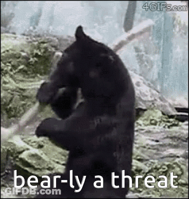 A Black Bear Is Standing On Its Hind Legs In The Woods Holding A Stick . GIF