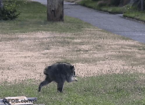 A Black Bear Is Walking Across A Grassy Field Next To A Road GIF