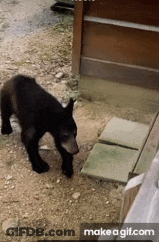 A Black Bear Is Walking On A Dirt Road Next To A Door And A Make A Gif.com Icon GIF