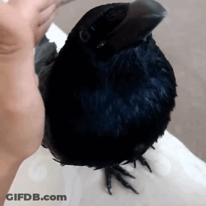 A Black Bird Is Sitting On A Person 'S Arm GIF