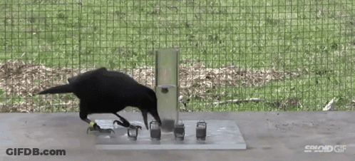 A Black Bird Is Standing Next To A Container That Says Spind Gif On It GIF