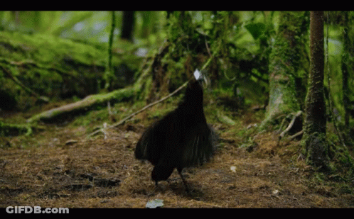 A Black Bird Is Standing On A Dirt Ground In The Woods GIF