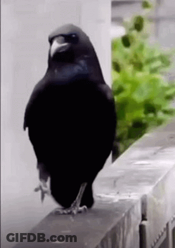 A Black Bird Is Standing On A Ledge On A Balcony . GIF