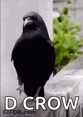 A Black Bird Is Standing On A Ledge With The Words `` D Crow '' Above It . GIF
