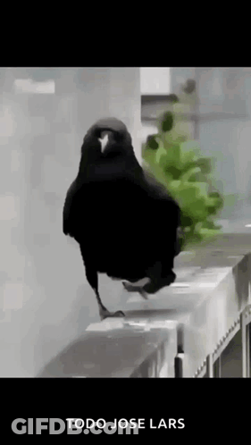 A Black Bird Is Standing On A Railing With The Words Todo Jose Lars Written Below It GIF