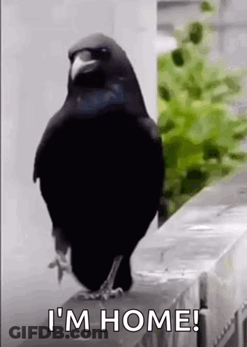 A Black Bird Is Standing On Top Of A Fence And Says `` I 'M Home '' . GIF