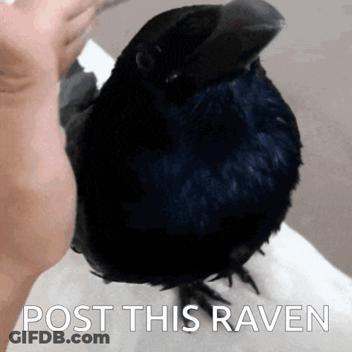 A Black Bird Sitting On A Person 'S Arm With The Words Post This Raven Written Below It GIF