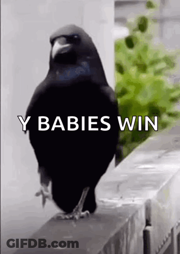 A Black Bird Standing On A Ledge With The Words Y Babies Win Written On It . GIF