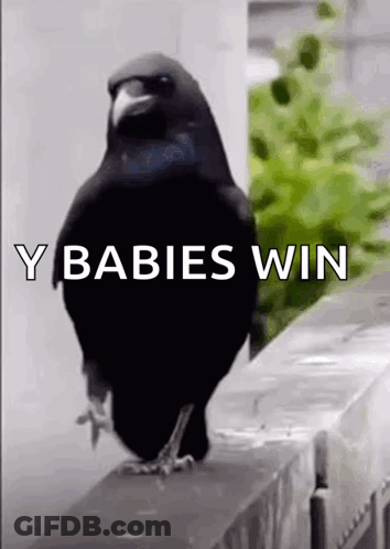 A Black Bird Standing On A Ledge With The Words Y Babies Win Written On It . GIF