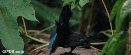 A Black Bird With A Blue Tail Standing On A Rock GIF