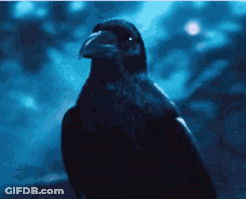 A Black Bird With A Large Beak Is Looking At The Camera GIF