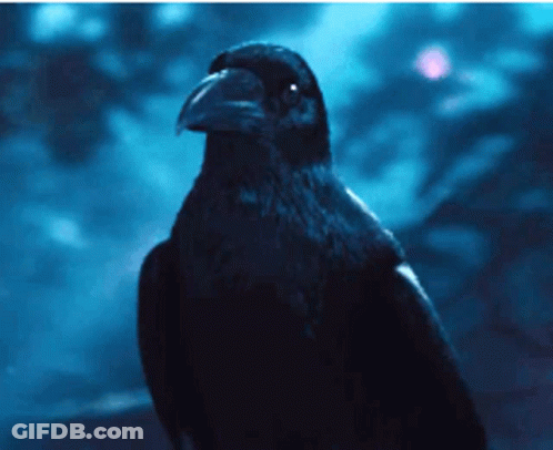 A Black Bird With A Long Beak Is Looking At The Camera In The Dark GIF