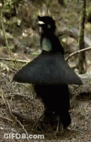 A Black Bird With A White Beak Is Standing On The Ground In The Woods GIF
